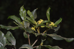  ( - WPTM 4)  @11 [ ] Copyright (2016) RHT Rapinat Herbarium and Centre for Molecular Systematics