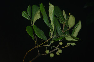  ( - WPTM 6)  @11 [ ] Copyright (2016) RHT Rapinat Herbarium and Centre for Molecular Systematics