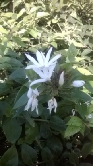  (Jasminum leratii - MP1070)  @11 [ ] Copyright (2013) PHCDBS Paul Hebert Center for DNA Barcoding and Biodiversity Studies