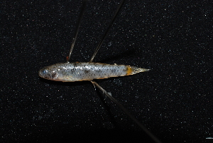  (Pseudogobius fulvicaudus - SP-158-1)  @11 [ ] CreativeCommons  Attribution Share-Alike (2019) Unspecified Universiti Sains Malaysia