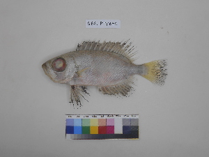 ( - SBG_PTY006)  @11 [ ] Copyright (2023) Unspecified Faculty of Fisheries and Marine Science, Universitas Brawijaya, Malang,Indonesia