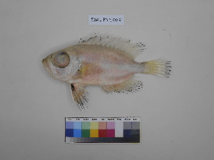  (Priacanthus sagittarius - SBG_PTY007)  @11 [ ] Copyright (2023) Unspecified Faculty of Fisheries and Marine Science, Universitas Brawijaya, Malang,Indonesia
