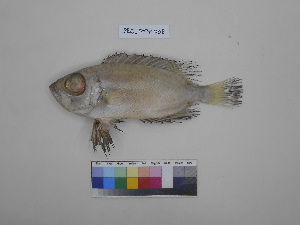  ( - SBG_PTY008)  @11 [ ] Copyright (2023) Unspecified Faculty of Fisheries and Marine Science, Universitas Brawijaya, Malang,Indonesia
