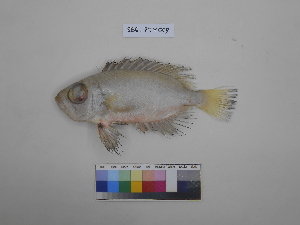  ( - SBG_PTY009)  @11 [ ] Copyright (2023) Unspecified Faculty of Fisheries and Marine Science, Universitas Brawijaya, Malang,Indonesia