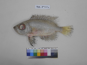  ( - SBG_PTY010)  @11 [ ] Copyright (2023) Unspecified Faculty of Fisheries and Marine Science, Universitas Brawijaya, Malang,Indonesia