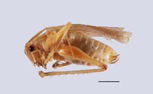  (Homogryllacris anelytra - WMS109)  @11 [ ] CreativeCommons-Attribution Share-Alike (2023) Zhi-jun Zhou Hebei University, Museum