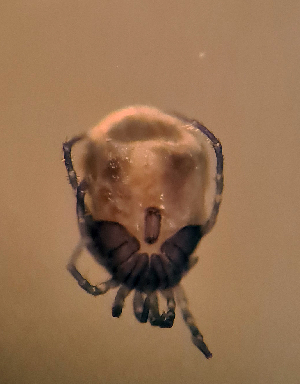  (Nilotonia - CCDB 38392 C05)  @11 [ ] CreativeCommons - Attribution Share-Alike (2021) Unspecified Department of Biology, Faculty of Sciences and Mathematics, Podgorica