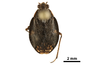  ( - CHARS00198-D11)  @11 [ ] CreativeCommons - Attribution (2019) CBG Photography Group Centre for Biodiversity Genomics