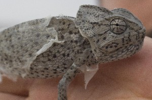 (Chamaeleo chamaeleon - FLI.0562)  @11 [ ] c  Unspecified Unspecified