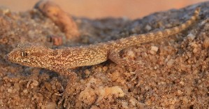  (Bunopus sp. 4 - FLI.0106)  @11 [ ] c  Unspecified Unspecified