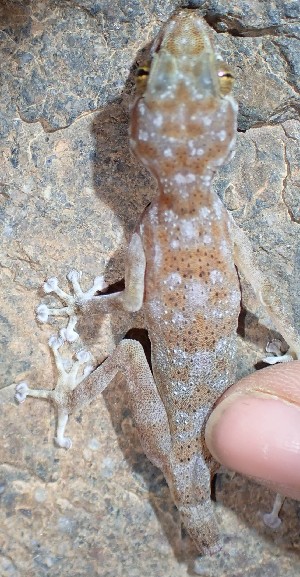  (Ptyodactylus sp. 1 - FLI.0113)  @11 [ ] c  Unspecified Unspecified