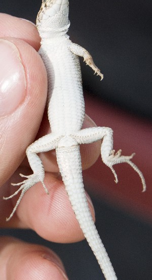  ( - FLI.0120)  @11 [ ] c  Unspecified Unspecified