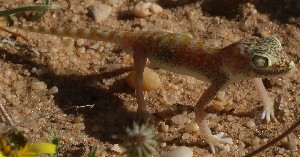  (Stenodactylus doriae - FLI.0232)  @11 [ ] c  Unspecified Unspecified