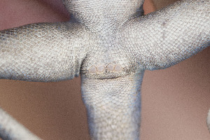  (Pseudotrapelus - FLI.0351)  @11 [ ] c  Unspecified Unspecified