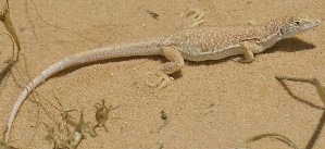  (Acanthodactylus - FLI.0395)  @11 [ ] c  Unspecified Unspecified