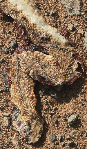  (Psammophiinae - FLI.1184)  @11 [ ] c  Unspecified Unspecified