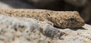  ( - FLI.0136)  @11 [ ] c  Unspecified Unspecified