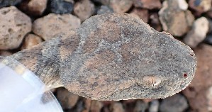  (Echis coloratus - JCB.0037)  @11 [ ] c  Unspecified Unspecified