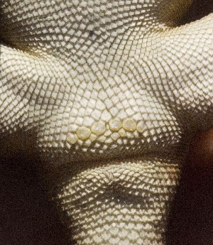  (Pseudotrapelus sinaitus - FLI.0186)  @11 [ ] c  Unspecified Unspecified