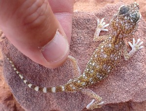  ( - JCB.0141)  @11 [ ] c  Unspecified Unspecified