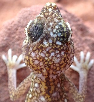  ( - JCB.0141)  @11 [ ] c  Unspecified Unspecified