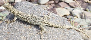  ( - FLI.0125)  @11 [ ] c  Unspecified Unspecified