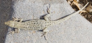  ( - FLI.0125)  @11 [ ] c  Unspecified Unspecified