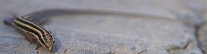  (Ophisops - DVG.0109)  @11 [ ] c  Unspecified Unspecified