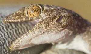  (Ptyodactylus ananjevae - FLI.0204)  @11 [ ] c  Unspecified Unspecified