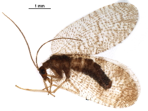  (Megalomus tortricoides - BIOUG34592-B08)  @11 [ ] CreativeCommons - Attribution (2017) CBG Photography Group Centre for Biodiversity Genomics