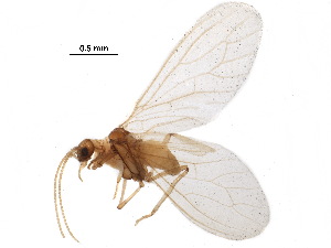  ( - BIOUG34592-H01)  @11 [ ] CreativeCommons - Attribution (2017) CBG Photography Group Centre for Biodiversity Genomics