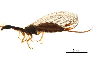  ( - BIOUG34593-A03)  @11 [ ] CreativeCommons - Attribution (2017) CBG Photography Group Centre for Biodiversity Genomics