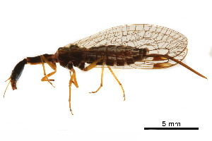  ( - BIOUG34593-A04)  @11 [ ] CreativeCommons - Attribution (2017) CBG Photography Group Centre for Biodiversity Genomics