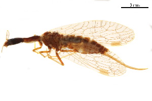  ( - BIOUG34593-A12)  @11 [ ] CreativeCommons - Attribution (2017) CBG Photography Group Centre for Biodiversity Genomics
