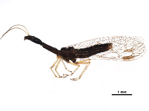  ( - BIOUG34593-B01)  @11 [ ] CreativeCommons - Attribution (2017) CBG Photography Group Centre for Biodiversity Genomics