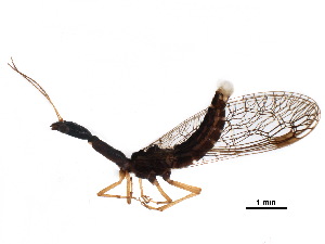  ( - BIOUG34593-B02)  @11 [ ] CreativeCommons - Attribution (2017) CBG Photography Group Centre for Biodiversity Genomics