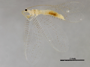  ( - BIOUG34593-F04)  @11 [ ] CreativeCommons - Attribution (2017) CBG Photography Group Centre for Biodiversity Genomics