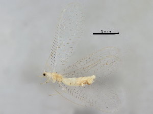 ( - BIOUG34593-F05)  @11 [ ] CreativeCommons - Attribution (2017) CBG Photography Group Centre for Biodiversity Genomics
