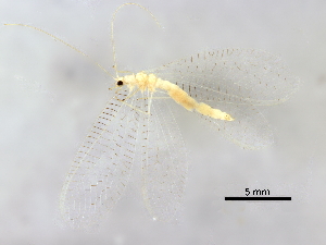  ( - BIOUG34593-F06)  @11 [ ] CreativeCommons - Attribution (2017) CBG Photography Group Centre for Biodiversity Genomics