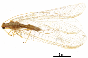  ( - BIOUG34593-G07)  @11 [ ] CreativeCommons - Attribution (2017) CBG Photography Group Centre for Biodiversity Genomics