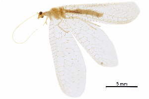  ( - BIOUG34593-H04)  @11 [ ] CreativeCommons - Attribution (2017) CBG Photography Group Centre for Biodiversity Genomics