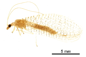  ( - BIOUG34593-H05)  @11 [ ] CreativeCommons - Attribution (2017) CBG Photography Group Centre for Biodiversity Genomics