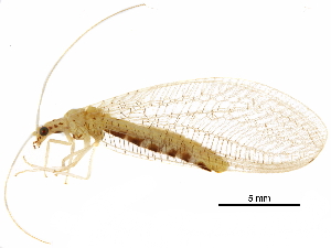  ( - BIOUG34594-A01)  @11 [ ] CreativeCommons - Attribution (2017) CBG Photography Group Centre for Biodiversity Genomics