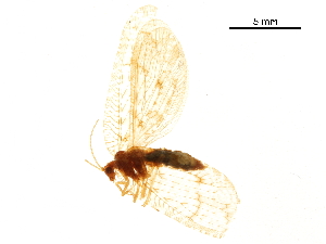  (Wesmaelius fassnidgei - BIOUG34594-B06)  @11 [ ] CreativeCommons - Attribution (2017) CBG Photography Group Centre for Biodiversity Genomics