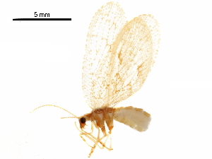  ( - BIOUG34594-B11)  @11 [ ] CreativeCommons - Attribution (2017) CBG Photography Group Centre for Biodiversity Genomics