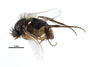  ( - BIOUG27991-D10)  @11 [ ] CreativeCommons - Attribution (2016) CBG Photography Group Centre for Biodiversity Genomics