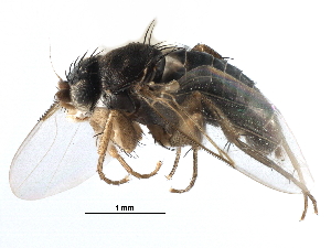  ( - BIOUG27991-D11)  @13 [ ] CreativeCommons - Attribution (2016) CBG Photography Group Centre for Biodiversity Genomics