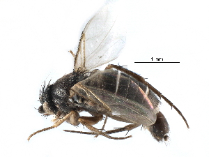  ( - BIOUG27991-D12)  @11 [ ] CreativeCommons - Attribution (2016) CBG Photography Group Centre for Biodiversity Genomics