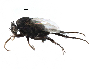  ( - BIOUG27991-F08)  @11 [ ] CreativeCommons - Attribution (2016) CBG Photography Group Centre for Biodiversity Genomics