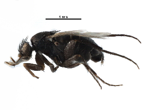  ( - BIOUG27991-F09)  @11 [ ] CreativeCommons - Attribution (2016) CBG Photography Group Centre for Biodiversity Genomics